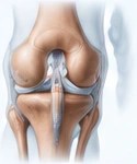 Ilustración anatómica de la rodilla